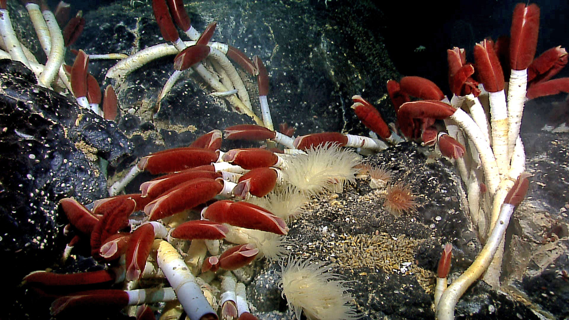 Riftia pachyptila – giant deep-sea tube worms